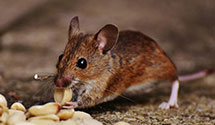 24 Hour & Emergency Exterminators in Nunley, AR